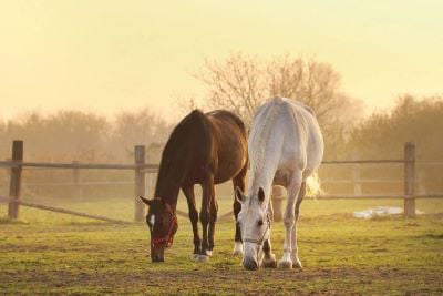 Horses grazing on sandy field 